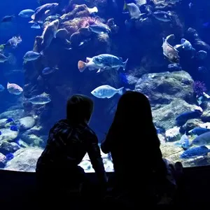 Aqua Vega Aquarium