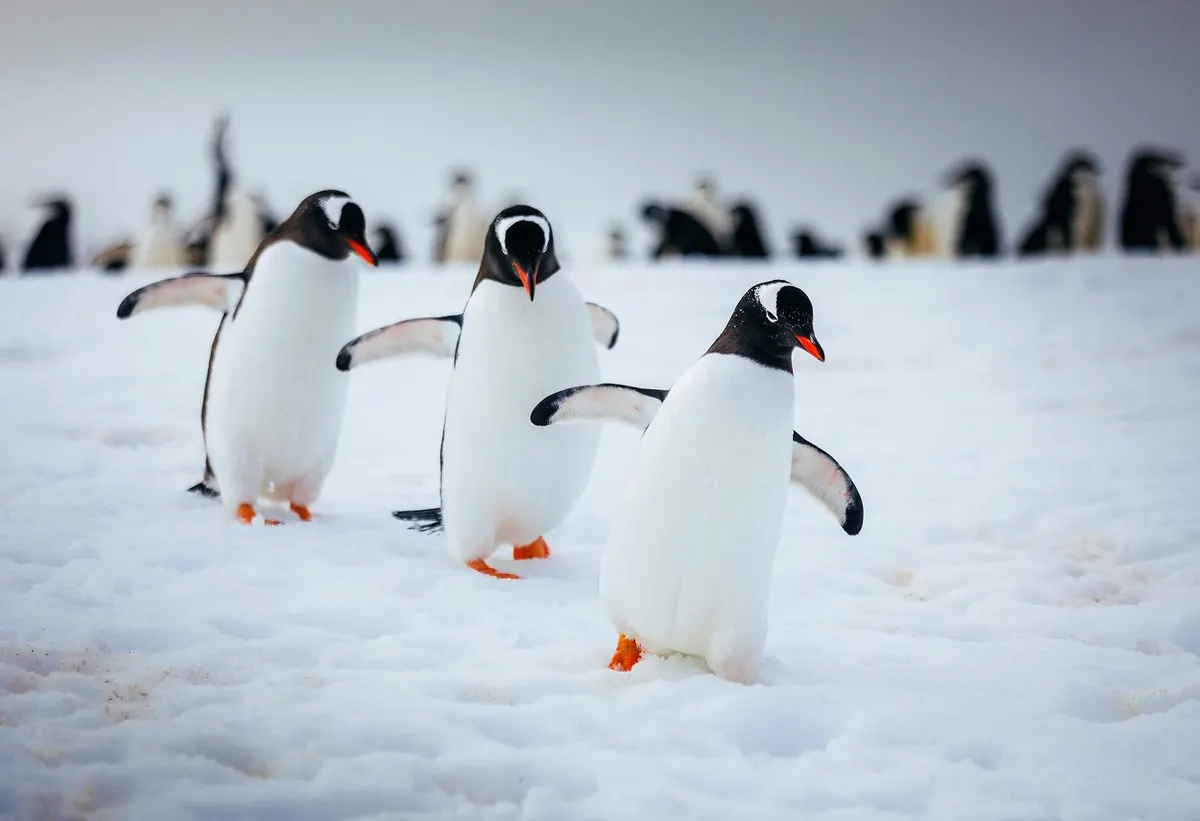 Antarctica