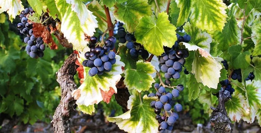Bordeaux France Wine Country Escapade