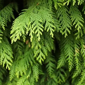 Cedar Forest of Alyko