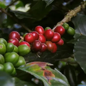 coffee cherries on a branch