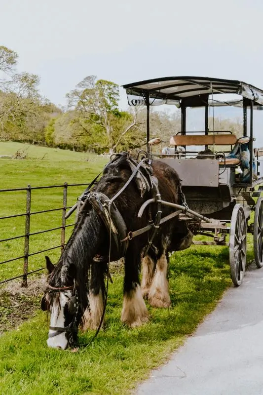 Private Journey to the Gardens of Ireland in Autumn