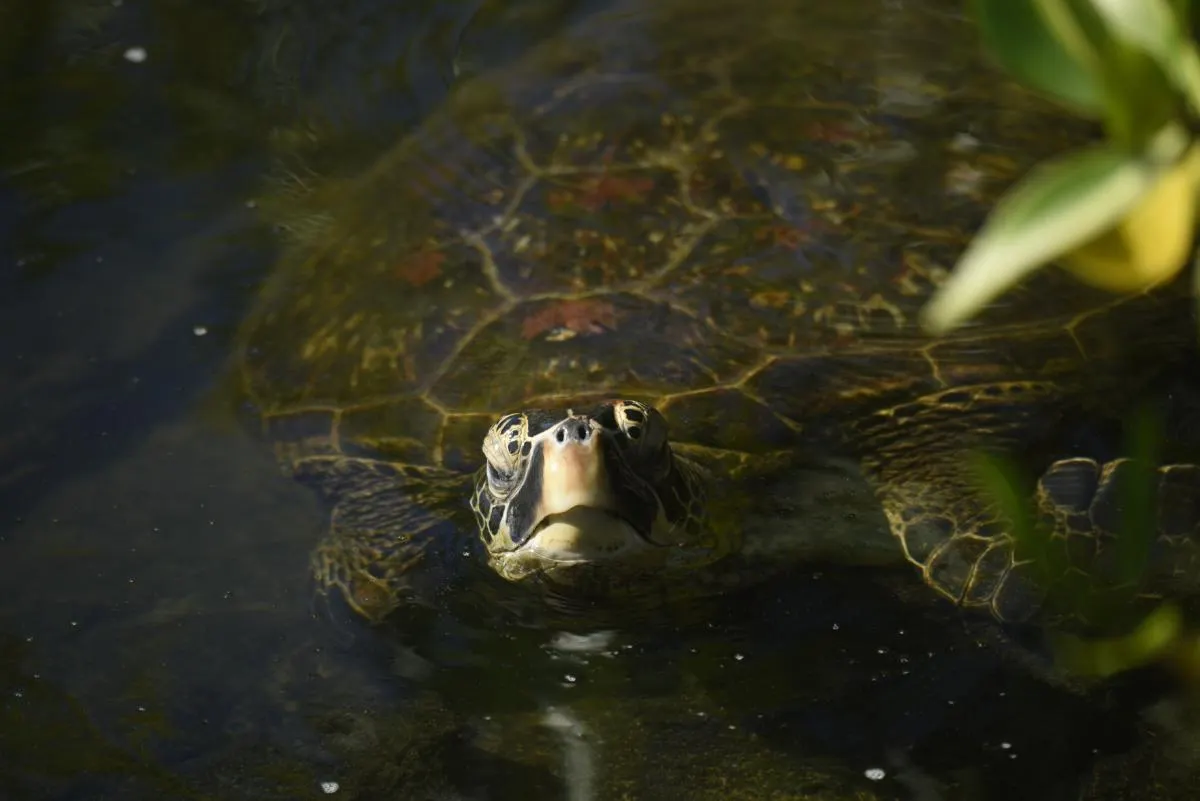 Western Galapagos Wildlife and Volcanic Wonders Cruise