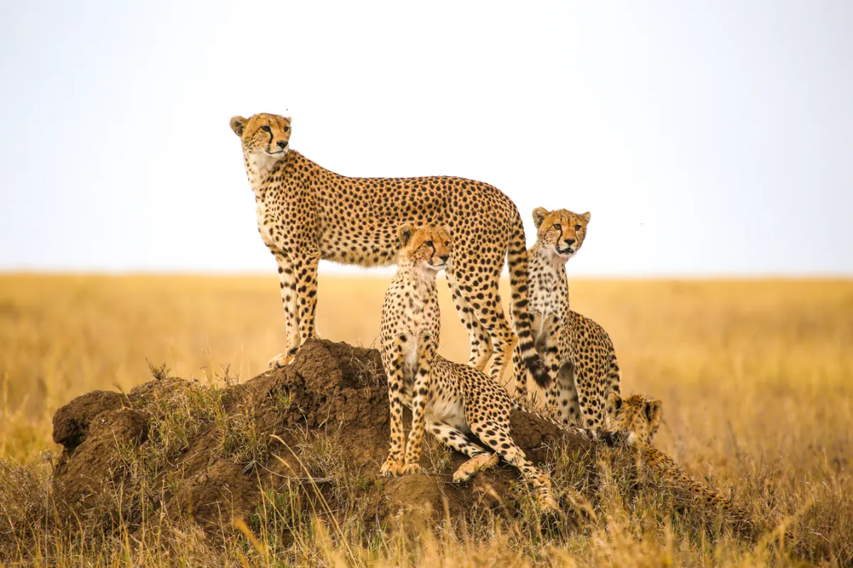 Kilimanjaro National Park