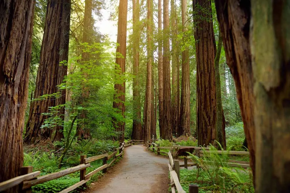San Francisco and Napa Valley Self Drive Explorer