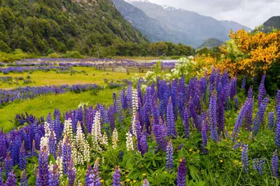 Chile Patagonia Explorer