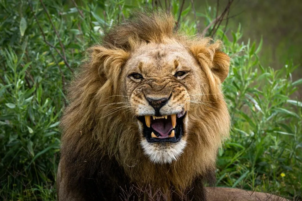 Luxury Okavango Delta Safari