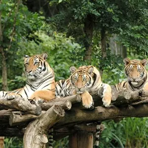 Chiang Mai Zoo