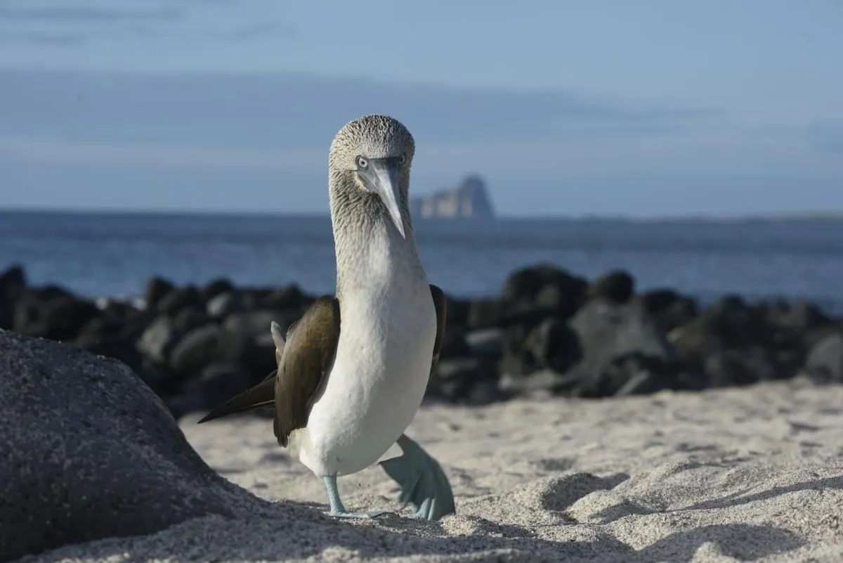 Galapagos Northern Route Cruise Aboard MC Alya 