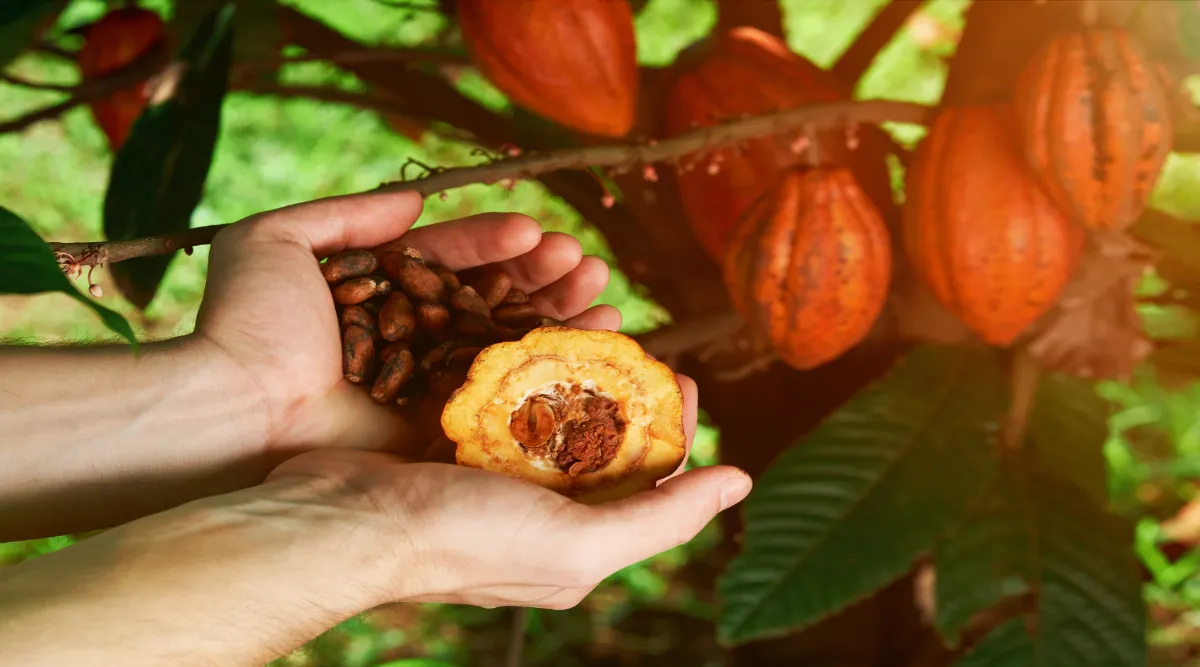 Colombia's Coffee Culture Private Journey