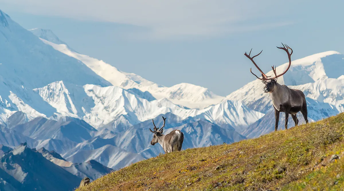 Denali National Park And Talkeetna Self Drive Explorer