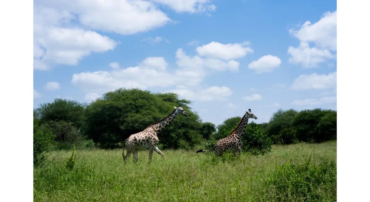 Tanzania Classic Safari