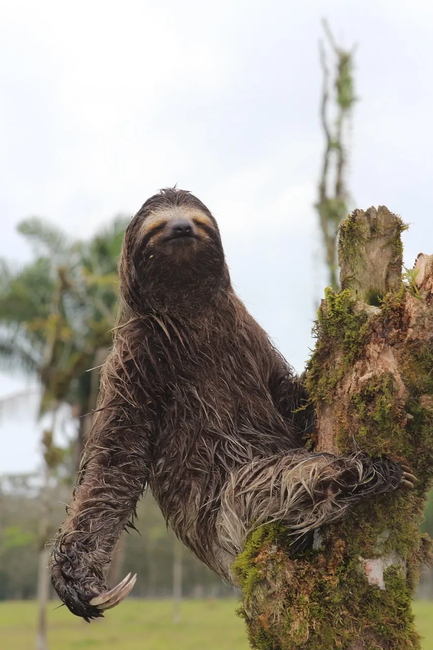 Mighty Arenal Escapade