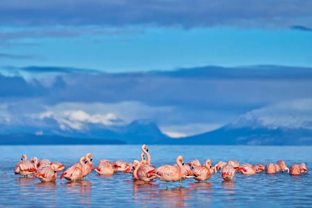 Patagonia Buenos Aires and Santiago Explorer