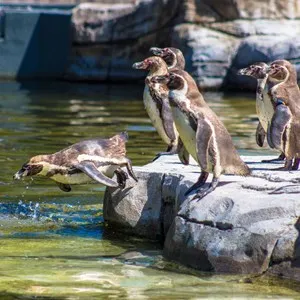 Chester Zoo