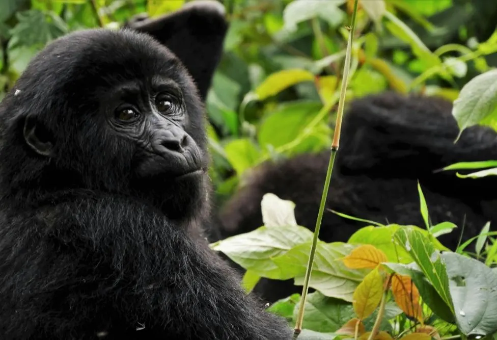 Bwindi by Air - photo 7