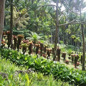 Jardin de Balata