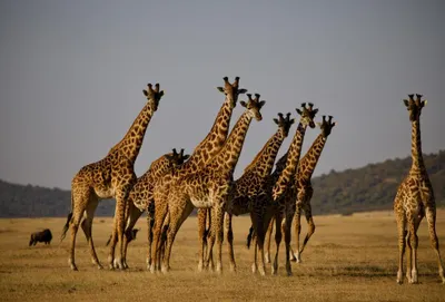 Highlights of Tanzania