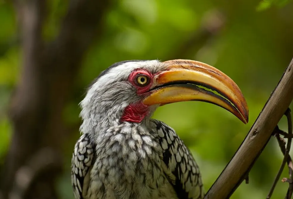 Moremi Game Reserve