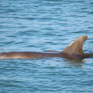 Dolphin & Nature Tour