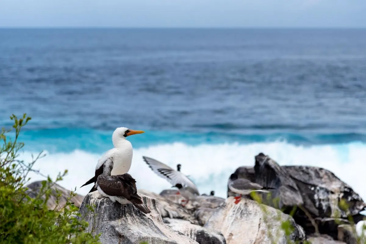 Galapagos Islands Southern Route Cruise Aboard MC Alya