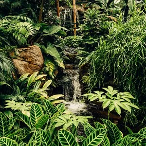 Rainforest