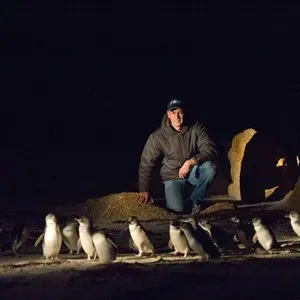 Bicheno Penguin Tour