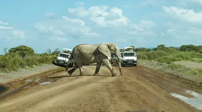 Safari Through the Rift Valley
