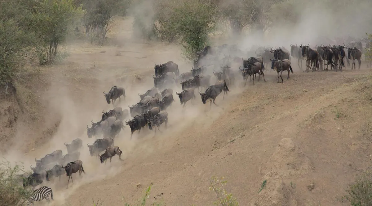 East African Explorer Shared Kenya & Tanzania Safari 