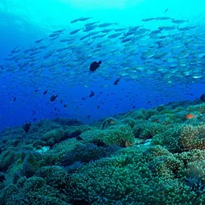 Scuba Diving And Snorkeling Tour