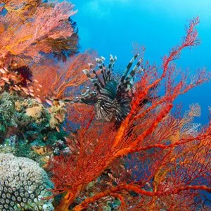 Blue Paradise Diving Center
