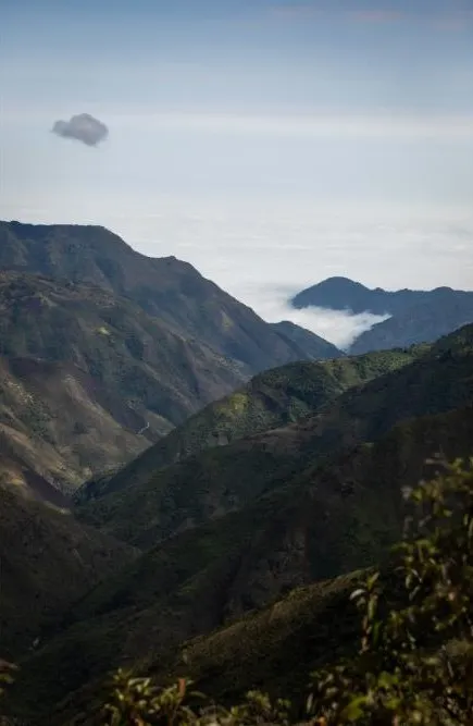Cloud Forest