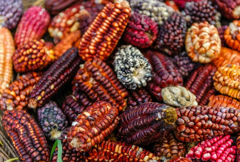 Peru Culinary Landscape Discovery