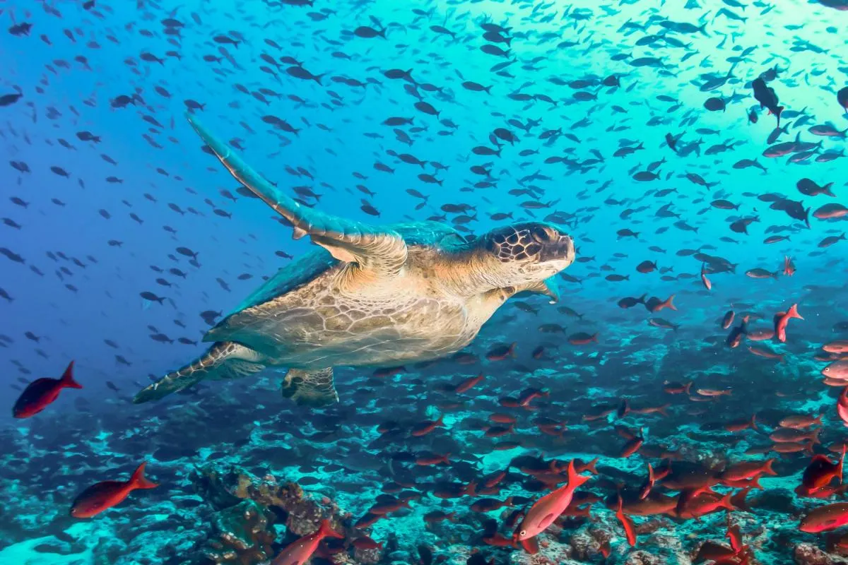Galapagos Northern Route Six Days Aboard MC EcoGalaxy 