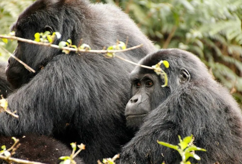 Bwindi by Air - photo 11