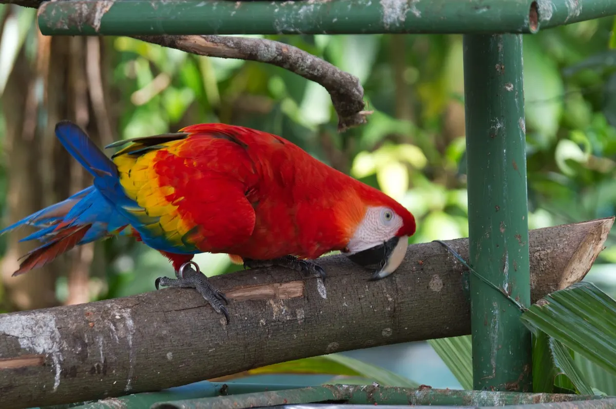 Costa Rica Volcanoes Coffee and Coastal Bliss Explorer