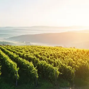 Apostelhoeve Vineyard