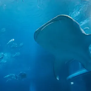Osaka Aquarium Kaiyukan