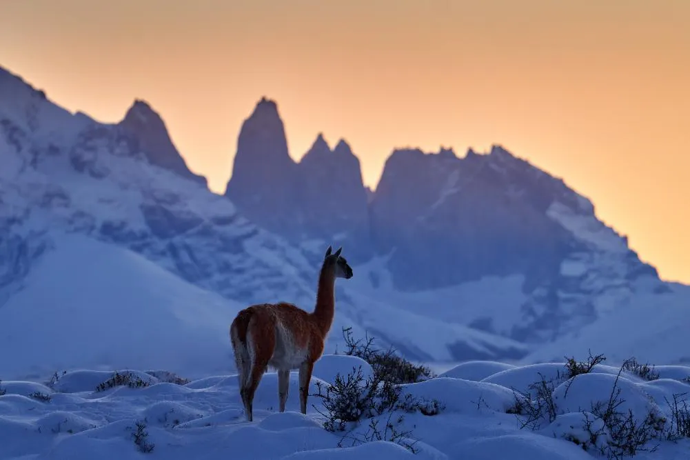 Patagonia Buenos Aires and Santiago Explorer