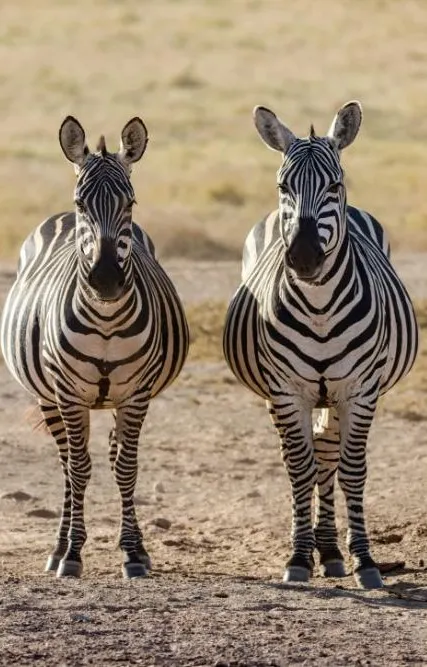 Amboseli National Park