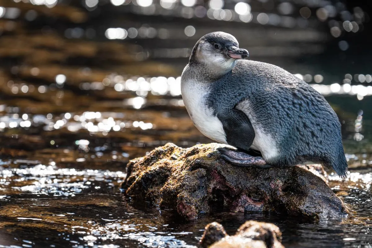 Galapagos Northern Route Cruise Aboard MC Alya 