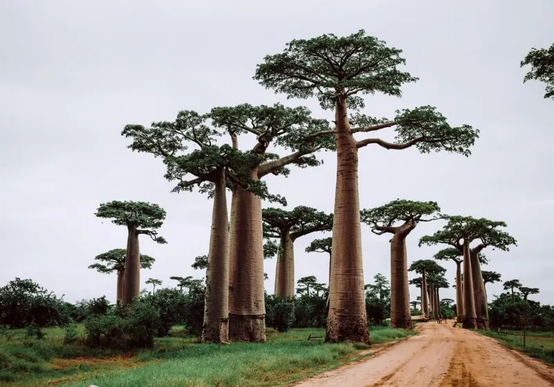 Madagascar