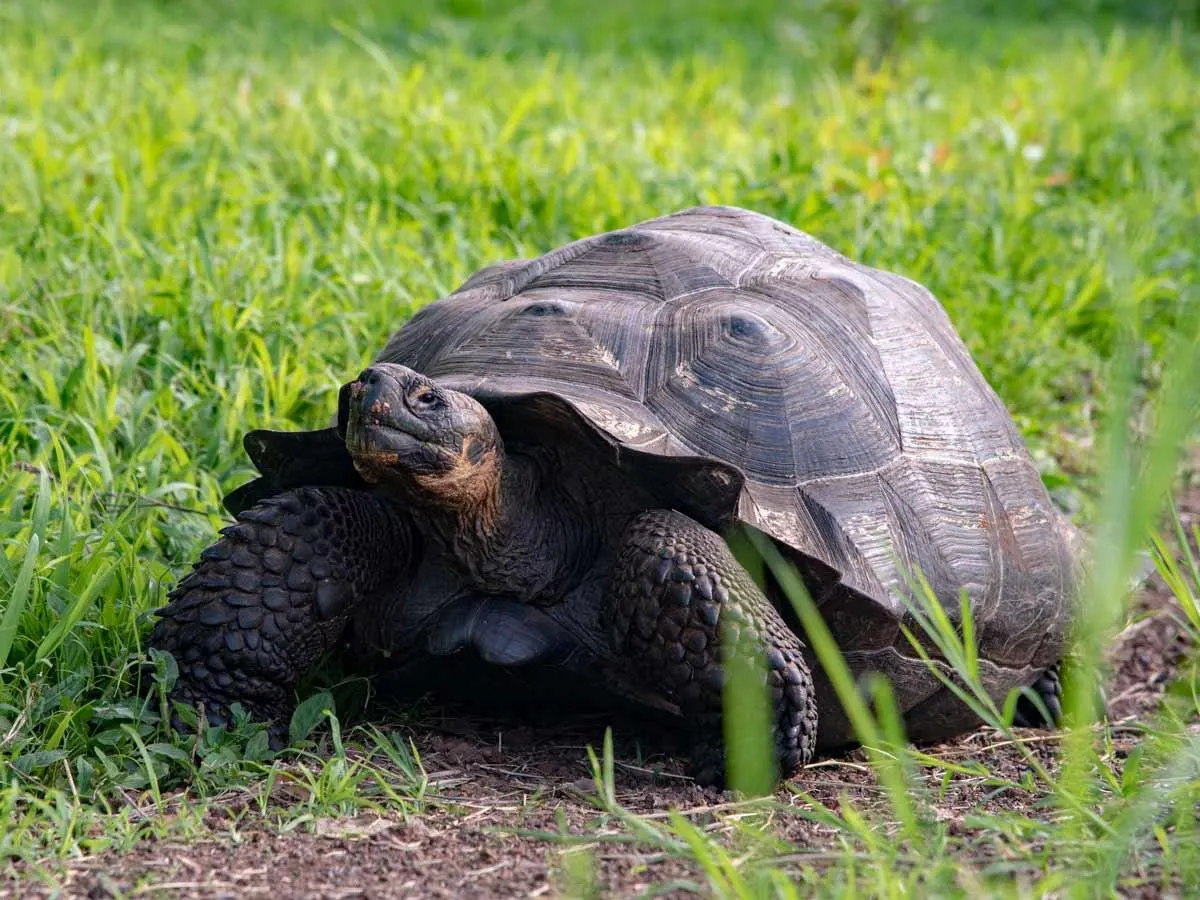 Galapagos Northern Route Cruise Aboard MC Alya 