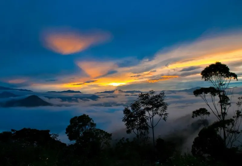 Cloud Forest