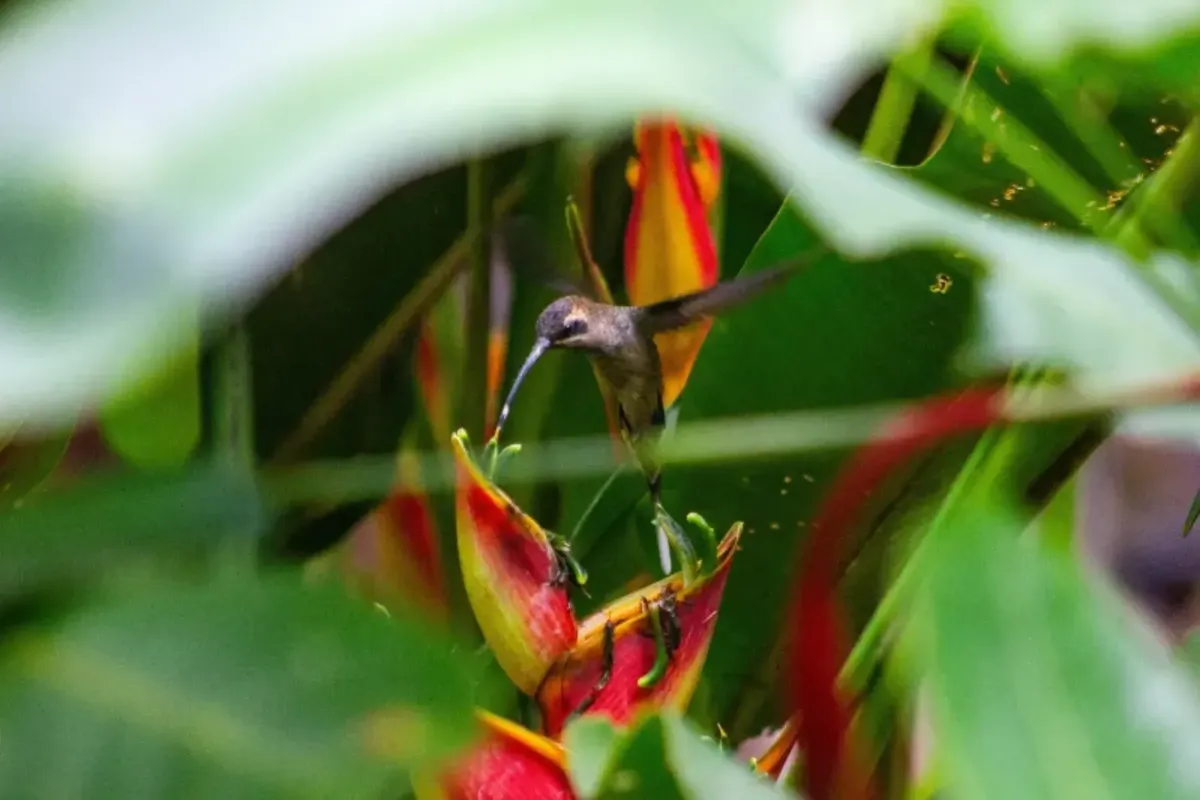 Costa Rica Nature and Beach Escapade
