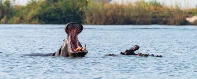 Botswana Elephant Safari 