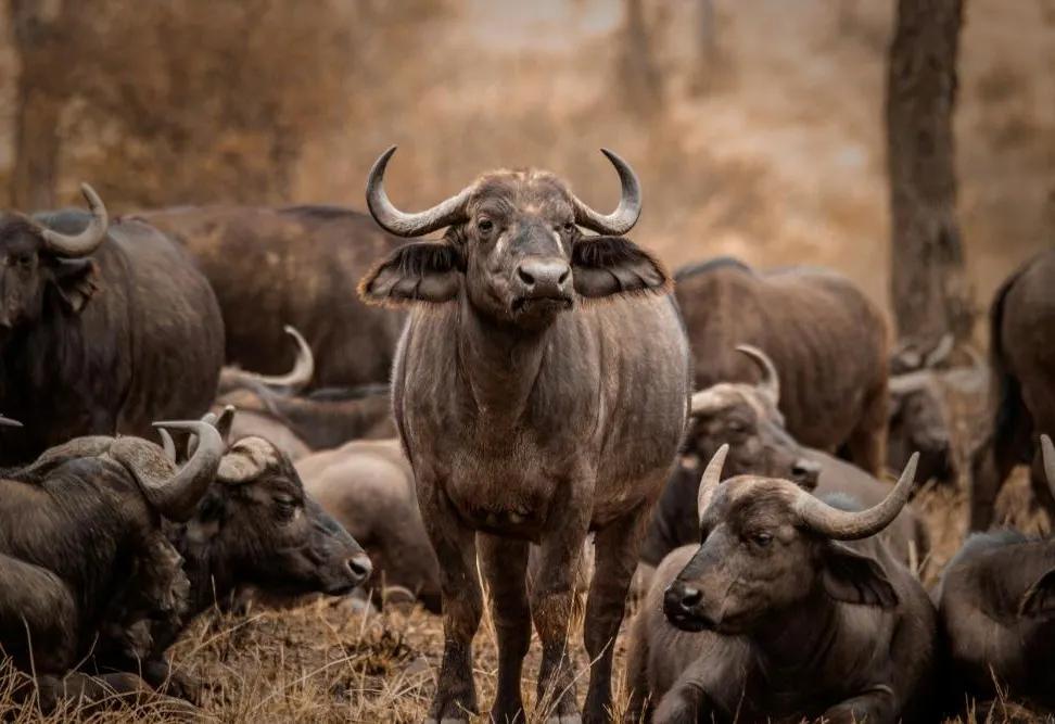 A Taste of Tanzania