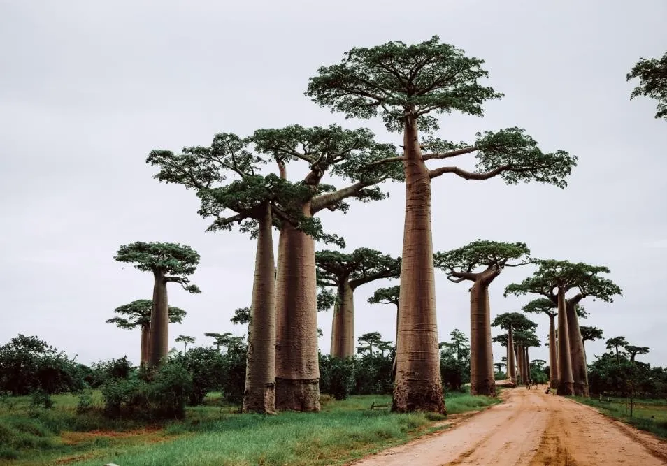 Madagascar