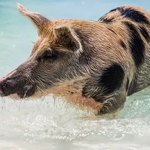 Pig’s Paradise