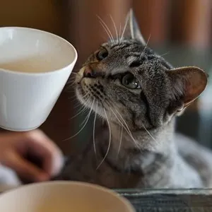 Cat Café